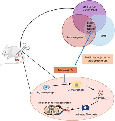 Discovery of novel immunotherapeutic drug candidates for sciatic nerve injury using bioinformatic analysis and experimental verification